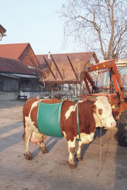 Te gebruiken om rundvee weer op de benen te krijgen. Te gebruiken in combinatie met de voorlader van de tractor.