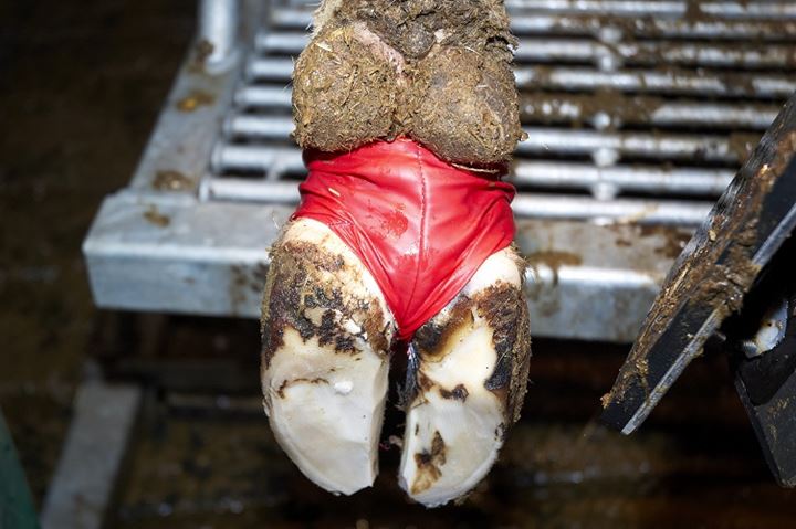Bovivet hoefbandage is een gebruiksklare klauwsok voor rundvee.