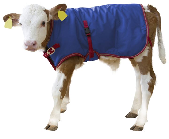 Kalverdekje met thermo voering, helpt het kalf om op temperatuur te blijven bij koudere temperaturen.