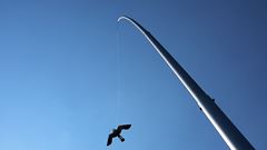 Aluminium paal + Black Hawk Kite, 13,5m