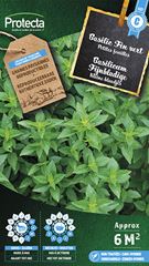 Basilicum Fijnbladige*