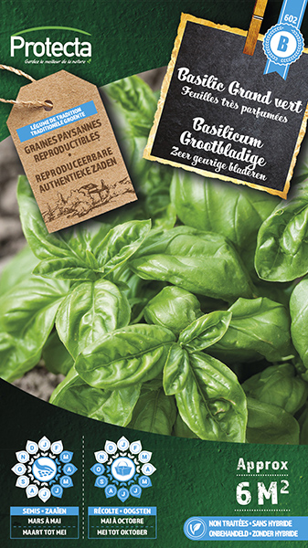 Basilicum Grootbladige