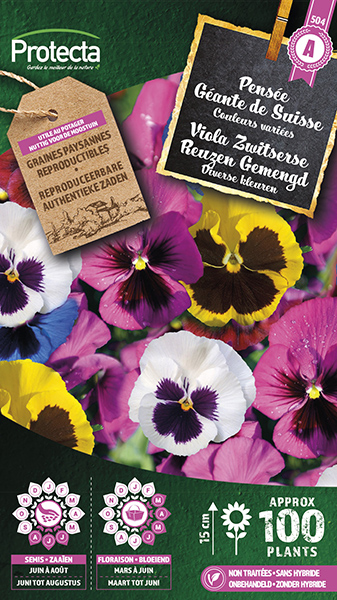 Viooltje Zwitserse Reuzen Gemengd nr. 504