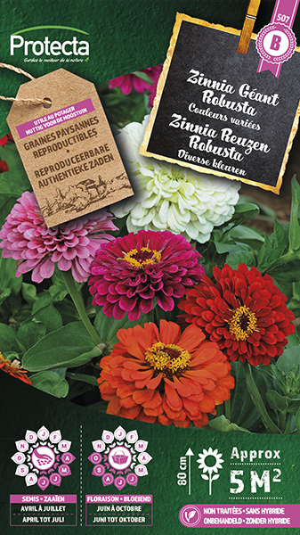 Zinnia Reuzen Robusta nr. 507