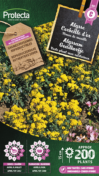 Alyssum Goudkorfje