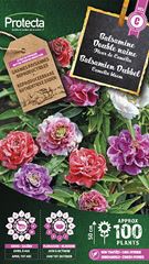 Balsamien Camelia dubbel