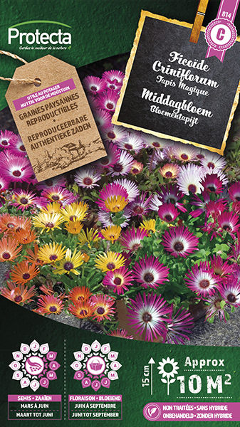 Middagbloem Magisch Tapijt nr. 814