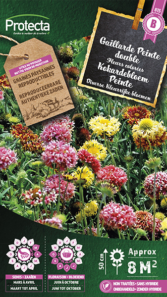 Kokardebloem Peinte