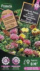 Kokardebloem Peinte