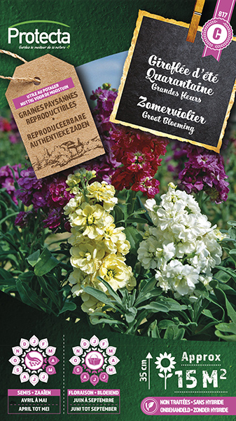Zomerviolier Grootbloeming nr. 817