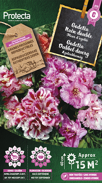 Godetia Azaleabloemig gemengd