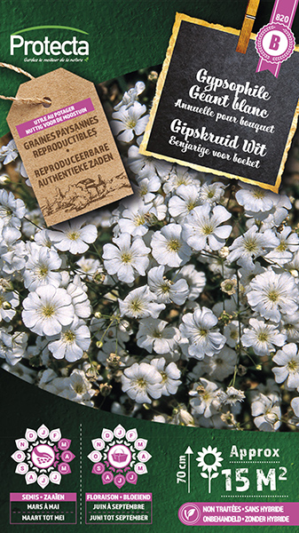 Gipskruid Wit