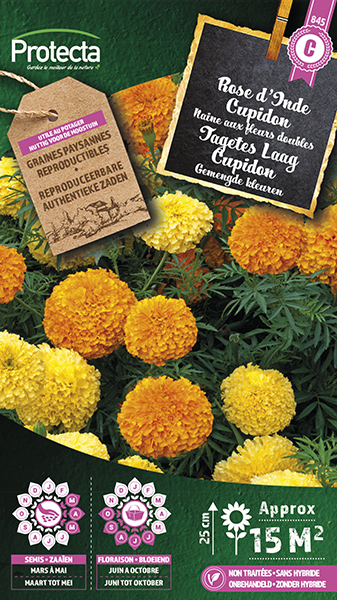 Tagetes Laag Cupidon gemengd nr. 845