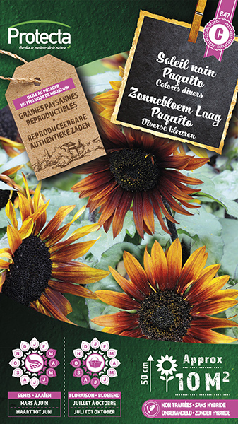 Zonnebloem Laag Paquito nr. 847