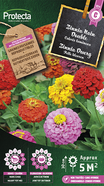 Zinnia Dwerg Gemengd nr. 854