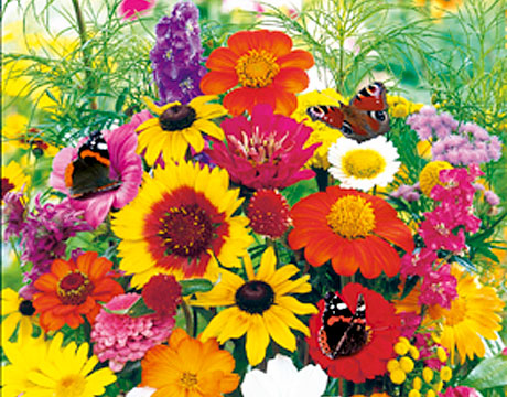 Bestaat uit veel fleurige en mooie bloemsoorten. Het bloeit in verschillende hoogtes en is zeer aantrekkelijk voor vlinders.