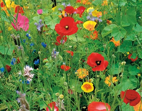 Wilde bloemenmengsel, 75g