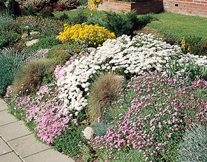 Het meerjarige bloemenmengsel is perfect voor planten die in de rotstuin en tussen stenen en tegels groeien en bloeien.
