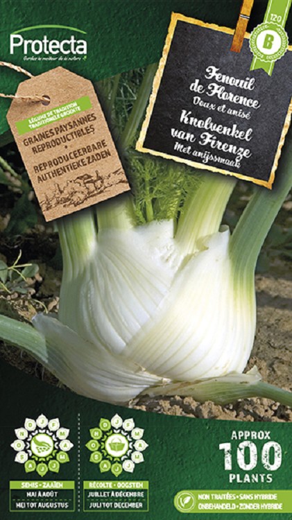 Knolvenkel Zachte van Firenze nr. 120