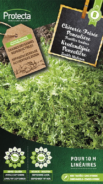 Krulandijvie "Pancalière" nr. 212