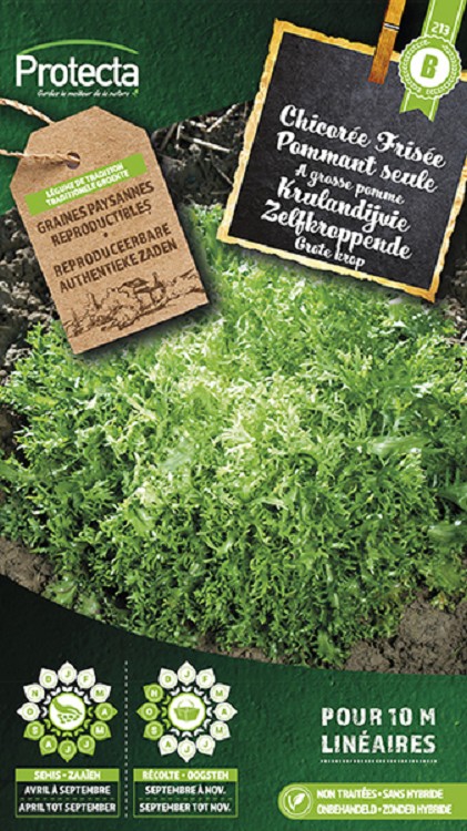Krulandijvie Dikke zelfkroppende nr. 213