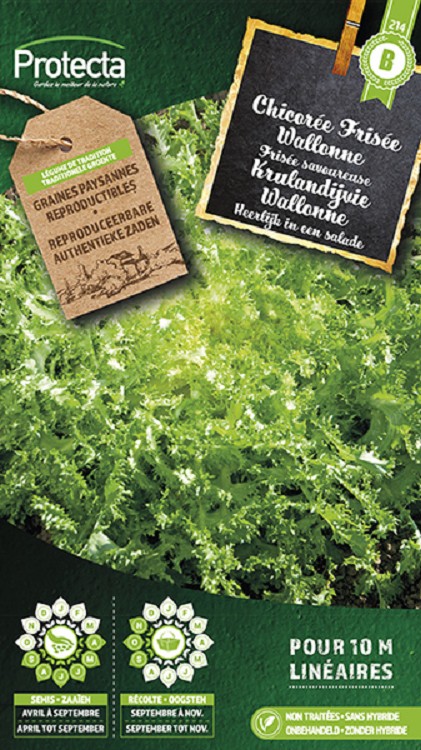 Krulandijvie Wallonne nr. 214