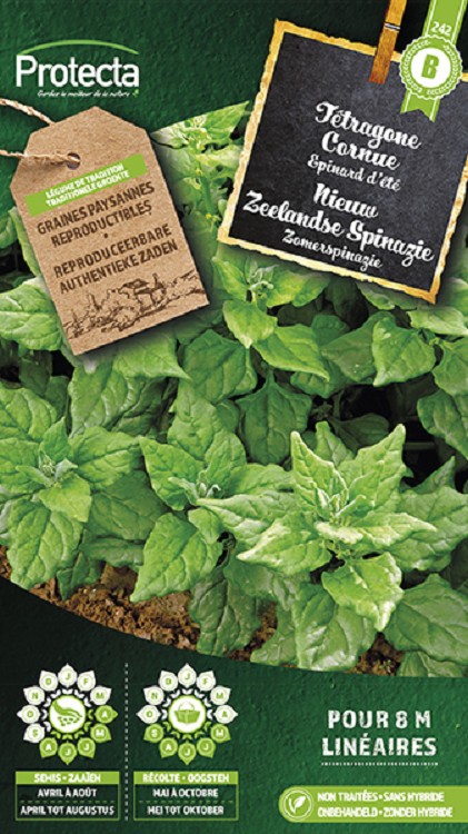 Nieuw Zeelandse Spinazie nr. 242