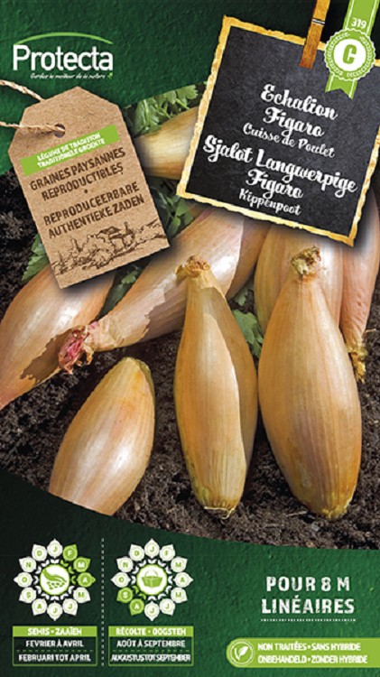 Sjalot Langwerpige Figaro  nr. 319