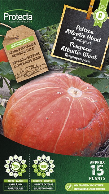 Pompoen Atlantic Giant nr. 270