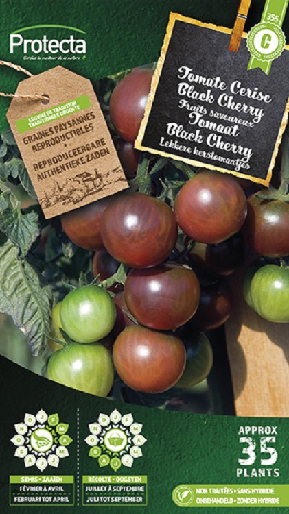 Tomaat Black Cherry nr. 355
