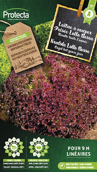 Krulsla Lollo Rossa nr. 407