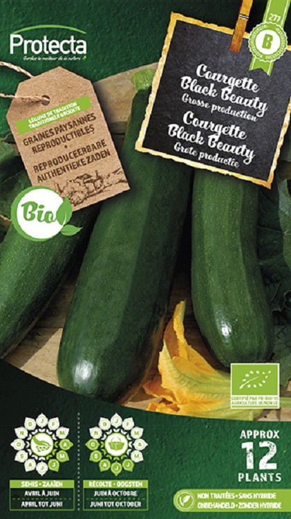 Courgette Black Beauty FR-BIO-15 nr. 277