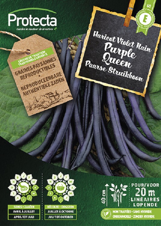 Struikboon PURPLE QUEEN nr. 60