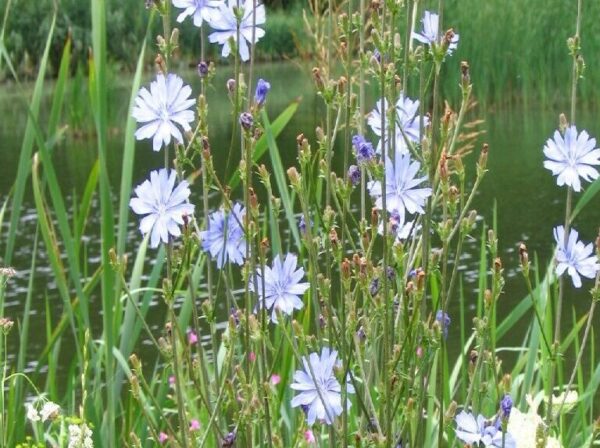 Voederplant met hoge voederwaarde.